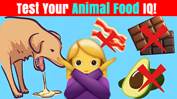 What Foods Can Animals Never Eat? 🐾 Test Your Pet Safety IQ!