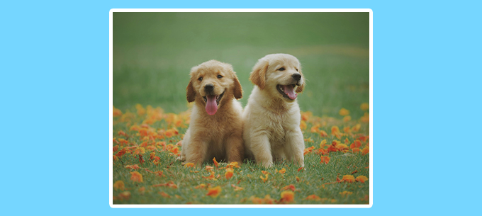 What Foods Can Animals Never Eat? 🐾 Test Your Pet Safety IQ!