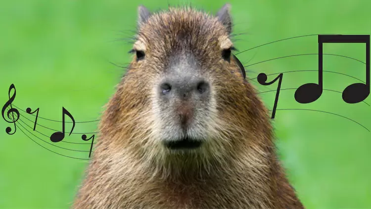 Capybara Master