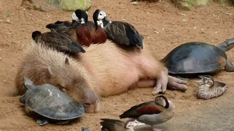 How Well Do You Know Capybara?