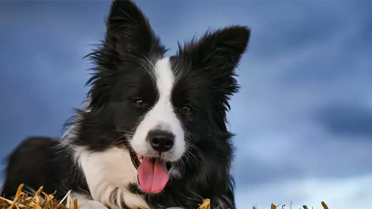 You're more like a dog!