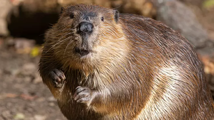 BEAVER