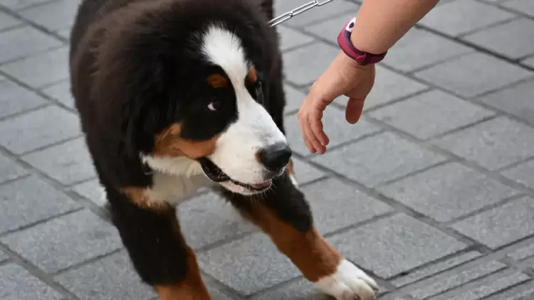 Animals don’t feel safe around you. 