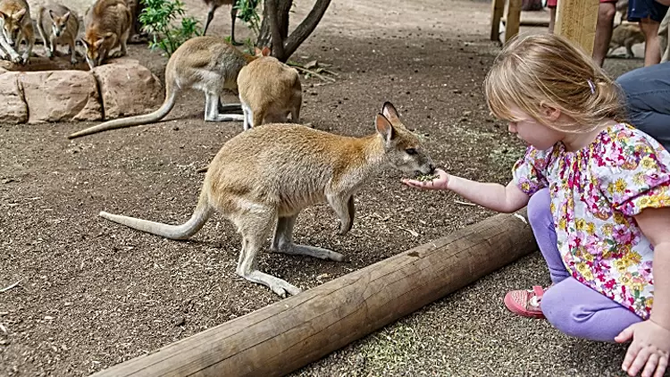 While walking in the park, if you see someone feeding wild animals inappropriate food, what would you do?