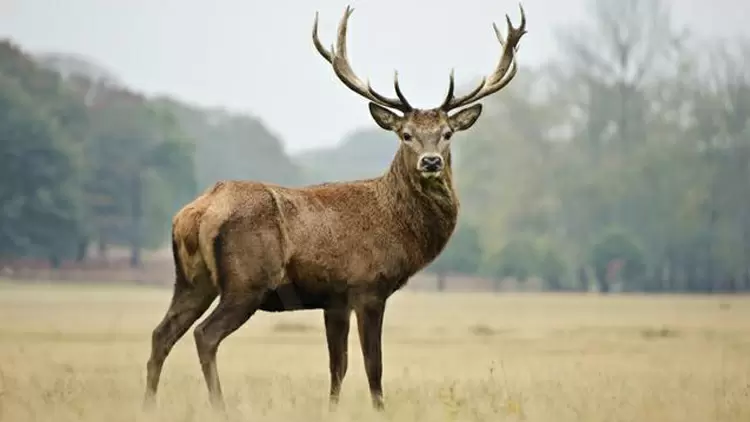 Elk