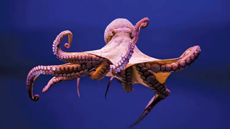 Octopus
