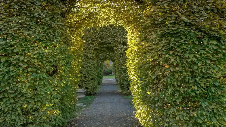 At the back of the garden, there is a maze that looks quite challenging. You would: