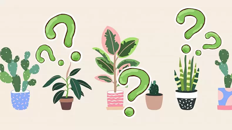 Which Plant Personality Are You? Quiz