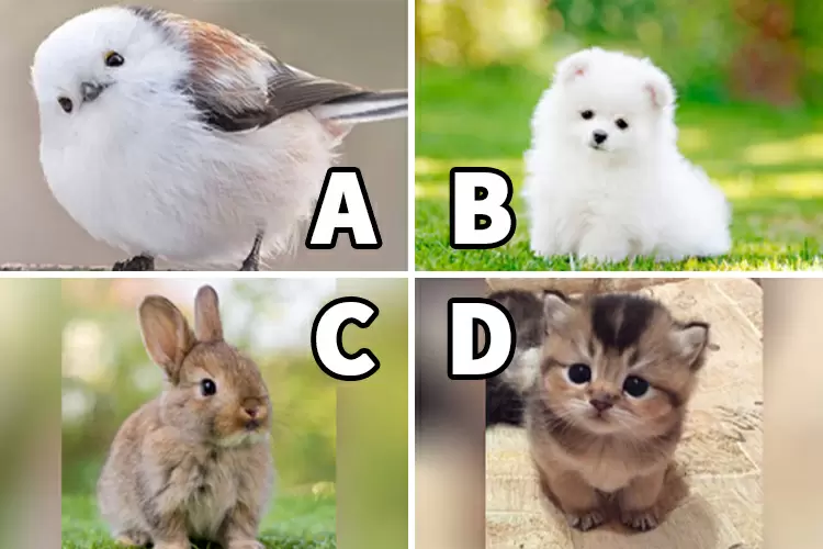 If you could have any pet, which would you choose?