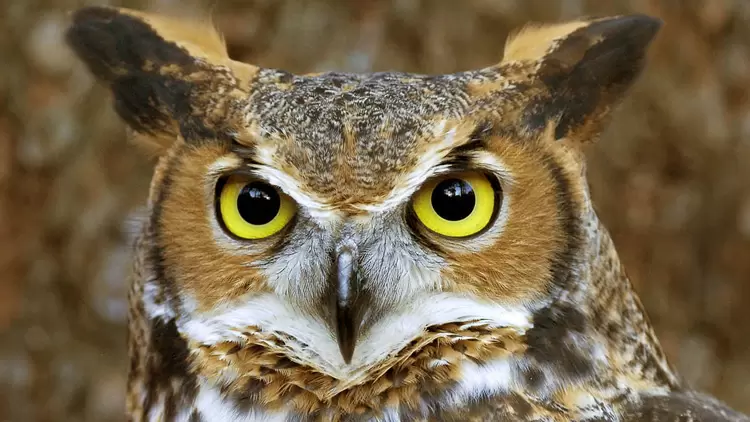 INTP: The Owl