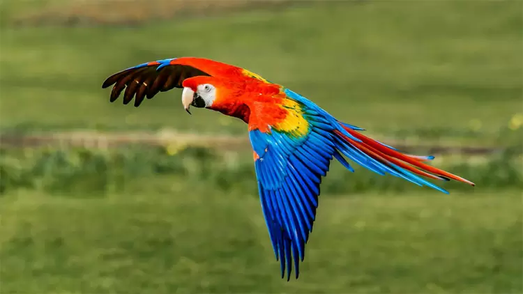 ENTP: Parrot