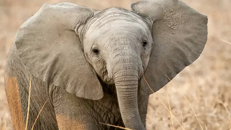 ESFJ: Elephant