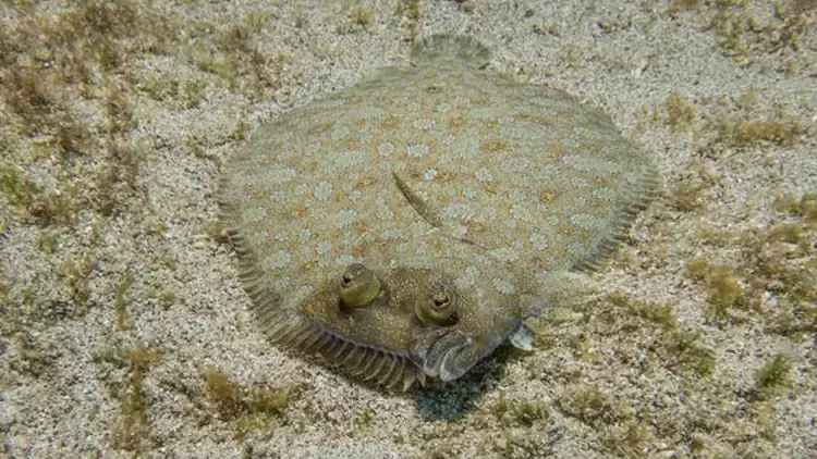 Flounder