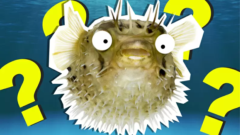 What Sea Creature Are You? Quiz