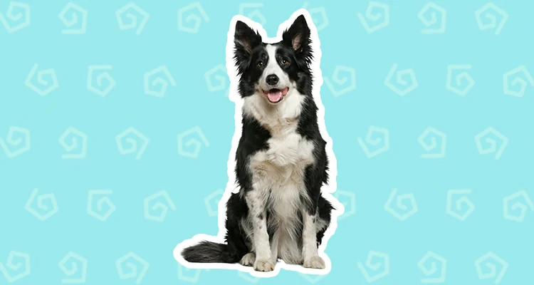 Border Collie