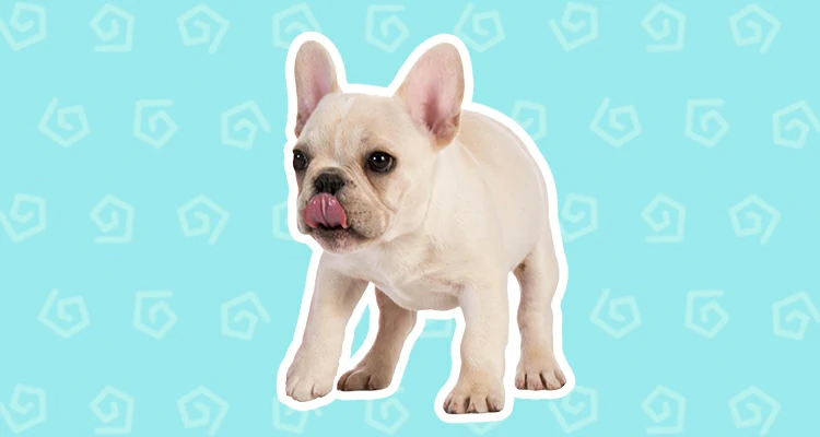 French Bulldog