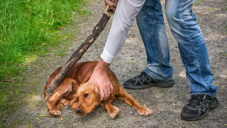 If you see someone abusing an animal, what would you do?